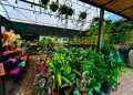 *Plantas transformam ambientes e trazem mais bem-estar para dentro de casa*