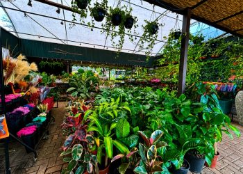 *Plantas transformam ambientes e trazem mais bem-estar para dentro de casa*