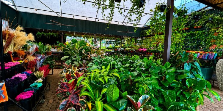 *Plantas transformam ambientes e trazem mais bem-estar para dentro de casa*