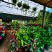 *Plantas transformam ambientes e trazem mais bem-estar para dentro de casa*