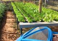 *OPORTUNIDADE* *Produtores rurais de Avaré podem participar gratuitamente do Programa ALI Rural*