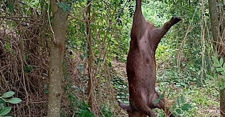 POLÍCIA MILITAR AMBIENTAL APREENDE QUATRO CÃES, JAVALI E TEIÚ ABATIDOS DURANTE AÇÃO CONTRA A CAÇA ILEGAL EM BOFETE/SP