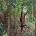 POLÍCIA MILITAR AMBIENTAL APREENDE QUATRO CÃES, JAVALI E TEIÚ ABATIDOS DURANTE AÇÃO CONTRA A CAÇA ILEGAL EM BOFETE/SP