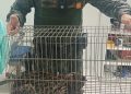 Polícia Militar Ambiental resgata filhote de jaguatirica ferido em Capão Bonito