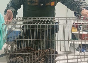 Polícia Militar Ambiental resgata filhote de jaguatirica ferido em Capão Bonito