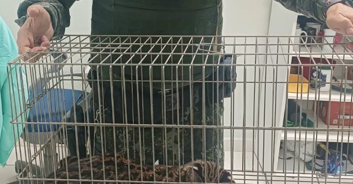 Polícia Militar Ambiental resgata filhote de jaguatirica ferido em Capão Bonito