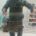 Polícia Militar Ambiental resgata filhote de jaguatirica ferido em Capão Bonito